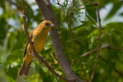 Painted_Bunting_Female_South_Llano_River_State_Park