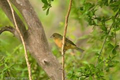 Painted_Bunting_Female_South_Llano_River_State_Park_Texas