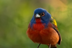 Painted_Bunting_Male_Fence_Post_Perch_South_Llano_River_State_Park