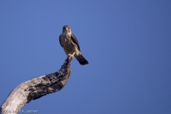 Peregrine_Falcon_Rockport_Texas