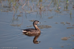 Pied-billed_Grebe_Aransas_National_Wildlife_Refuge_Texas