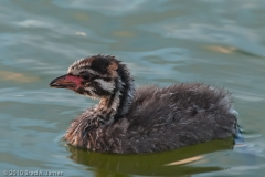 Pied-billed_Grebe_Juvenile_2_Mustang_Island_Texas