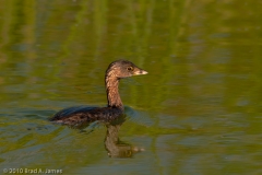 Pied-billed_Grebe_Mustang_Island_Texas