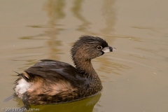 Pied-billed_Grebe_Mustang_Island_Texas_1