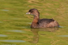 Pied-billed_Grebe_Port_Aransas_Texas