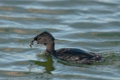 Pied-billed_Grebe_with_Breakfast_Mustang_Island_Texas