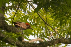 Pileated_Woodpecker_Cropped_Brazos_Bend_State_Park_Texas