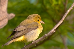 Pine_Warbler_South_Padre_Island_Texas