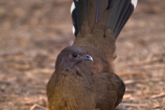 Plain_Chachalaca_Bentsen-_Rio_Grande_State_Park_Texas