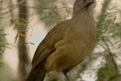 Plain_Chachalaca_Tree_Perch_Bentsen-_Rio_Grande_State_Park_Texas
