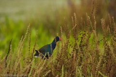 Purple_Gallinule_Brazos_Bend_State_Park_Texas