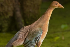 Purple_Gallinule_Juvenile_Back_Brazos_Bend_State_Park