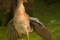 Purple_Gallinule_Juvenile_Front_Brazos_Bend_State_Park