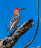 Red-bellied Woodpecker Landing