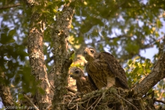 Red-Shouldered_Hawk_Juveniles_-_McKinney_Falls_State_Park_Texas