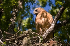 Red-Shouldered_Hawk_McKinney_Falls_State_Park_Texas