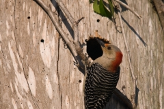 Red-bellied_Woodpecker_Female_Venice_Florida_Rookery