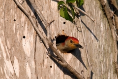 Red-bellied_Woodpecker_Male_Venice_Florida_Rookery