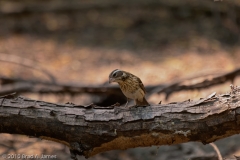 Red-breasted_Grosbeak_Female_Port_Aransas_Texas