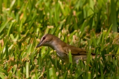 Red-eyed_Vireo_South_Padre_Island_Texas