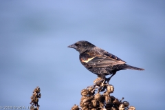 Red-winged_Blackbird_Female_-_Hornsby_Bend_Austin_Texas