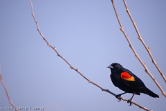 Red-winged_Blackbird_Male_-_Hornsby_Bend_Austin_Texas