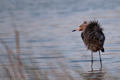 Reddish_Egret_All_Shook_Up_Aransas_Pass_Texas