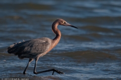 Reddish_Egret_Aranasas_Pass_Texas