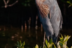 Reddish_Egret_Aransas_Pass_Texas