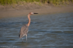 Reddish_Egret_Corpus_Christi_Bay_Texas