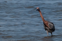 Reddish_Egret_Eye_a_Catch_Mustang_Island_Texas