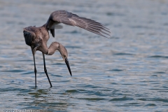 Reddish_Egret_Juvenile_on_the_Hunt_One_Wing_Shading