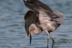 Reddish_Egret_Juvenile_on_the_Hunt_Two_Wings_Shading