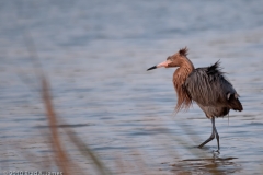 Reddish_Egret_Looking_for_Dinner_Aransas_Pass_Texas