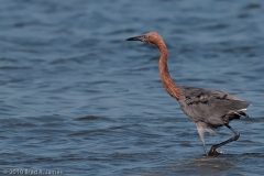 Reddish_Egret_Mustang_Island_Texas