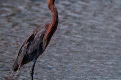 Reddish_Egret_Padre_Island_National_Seashore_Texas