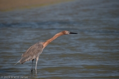 Reddish_Egret_Profile_Corpus_Christi_Bay_Texas