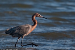 Reddish_Egret_on_the_Prowl_Aransas_Pass_Texas