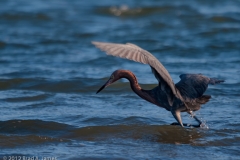 Reddish_Egret_on_the_Prowl_two_Aransas_Pass_Texas