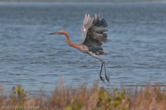 Reddish_Egret_on_the_Wing_Mustang_Island_Texas