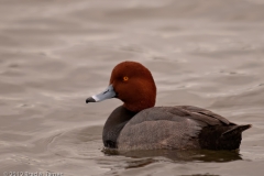 Redhead_Duck_Rockport_Texas