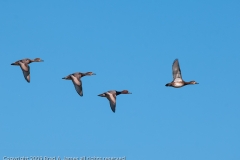 Redhead_Group_on_the_Wing