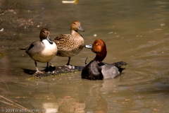 Redhead_and_Northern_Pintail_Ducks_Georgia_Southern_University_Raptor_Center