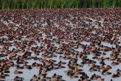 Redheads_Filling_the_Birding_Center_Pond_Port_Aransas_Texas