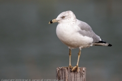 Ring-billed_Gull_Aransas_Pass_Texas