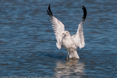 Ring-billed_Gull_Lift_Off_Port_Aranasas_Texas