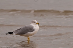 Ring-billed_Gull_Port_Aransas_Texas