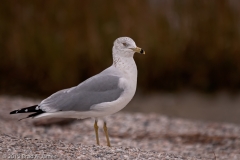 Ring-billed_Gull_Rockport_Texas