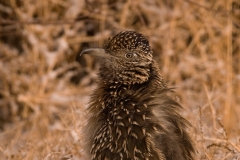 Roadrunner_Bosque_Del_Apache_NWR_New_Mexico