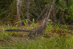 Roadrunner_Falcon_State_Park_Texas